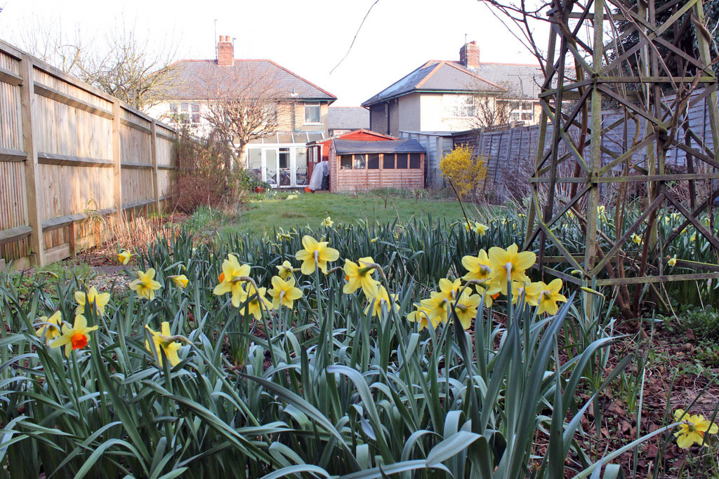 back-garden-daffodils