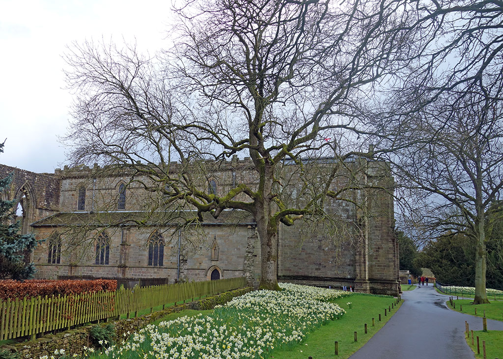 bolton-abbey-3-daffodils