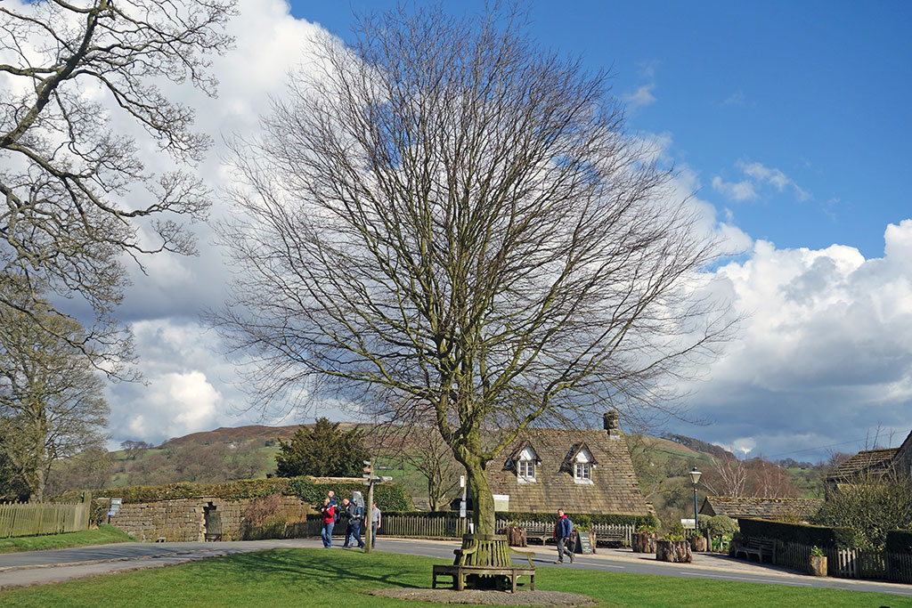 bolton-abbey-tree