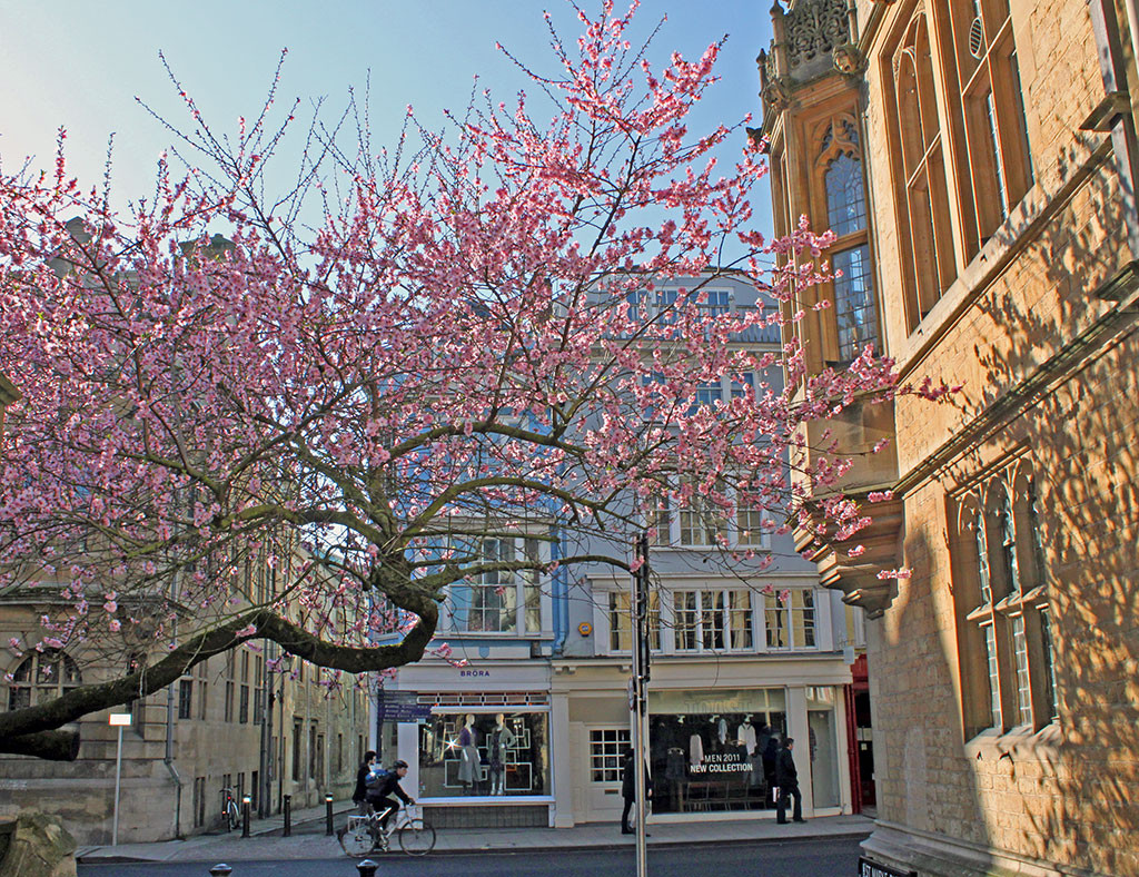 tree-apple-blossom-march-st-mary