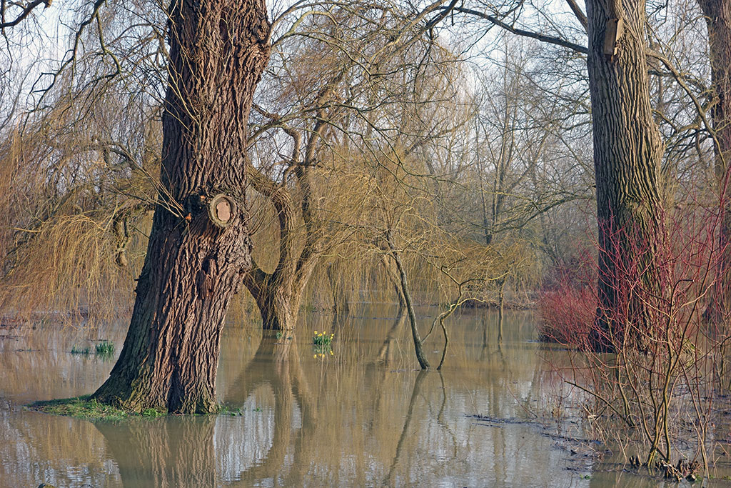 willow-tree-flood-winter-1