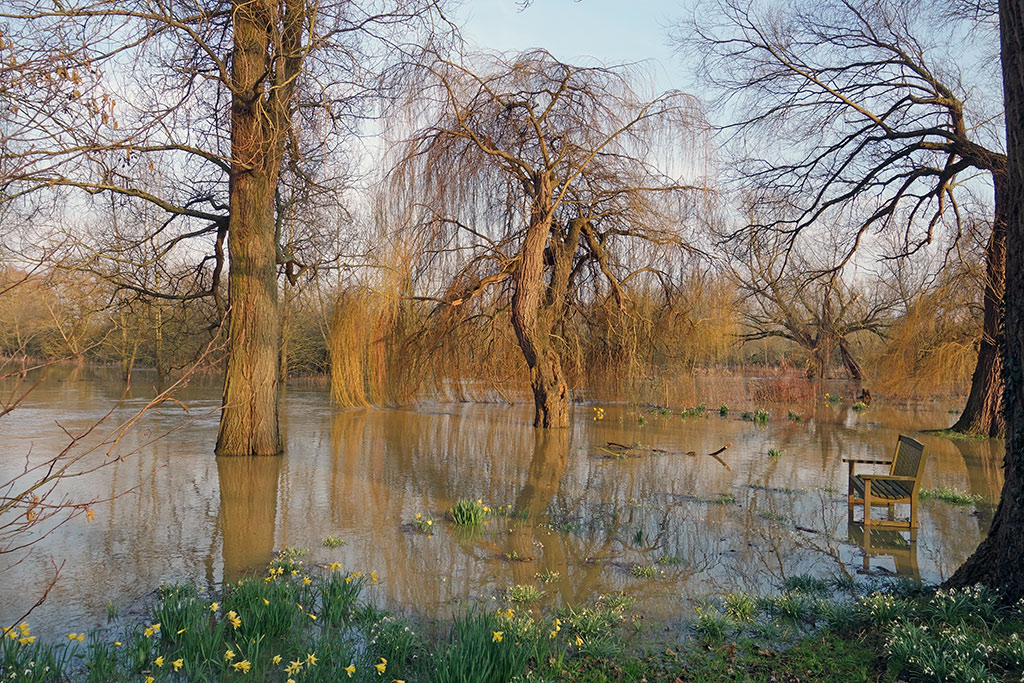 willow-tree-flood-winter-daffodil-3