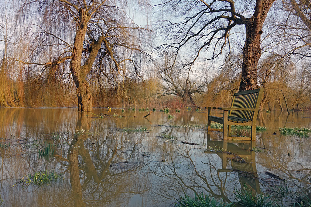 willow-tree-flood-winter-daffodil-5