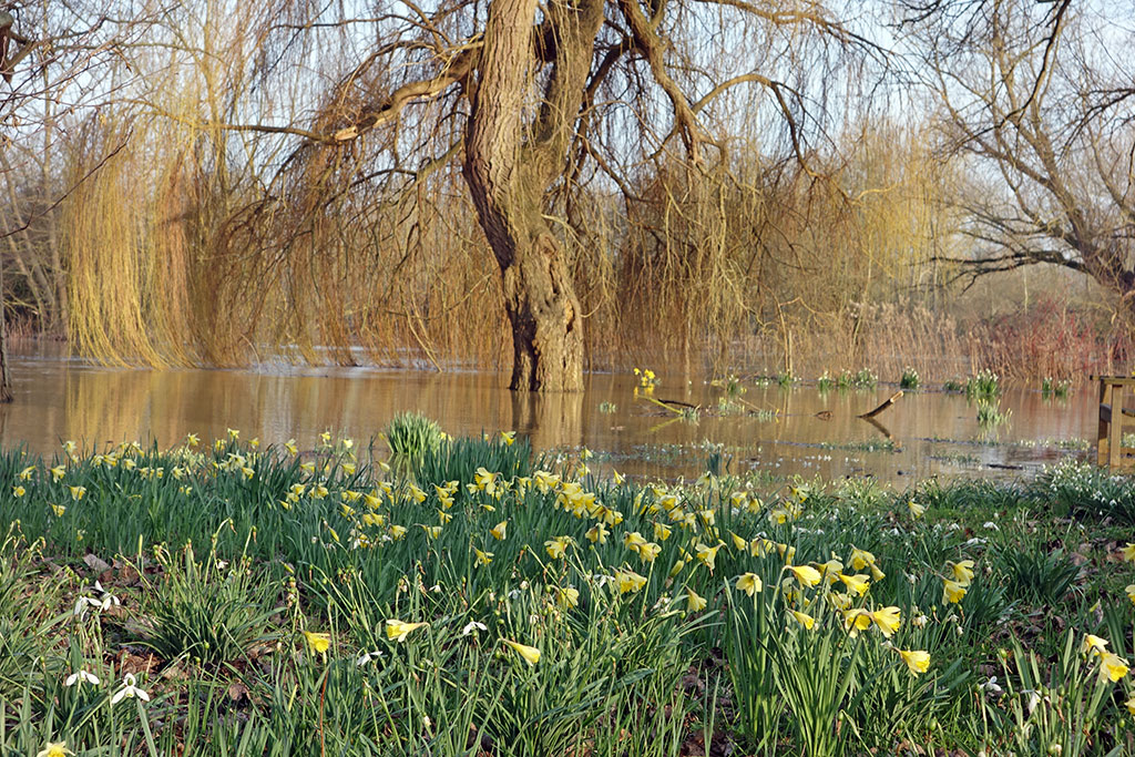 willow-tree-flood-winter-daffodil