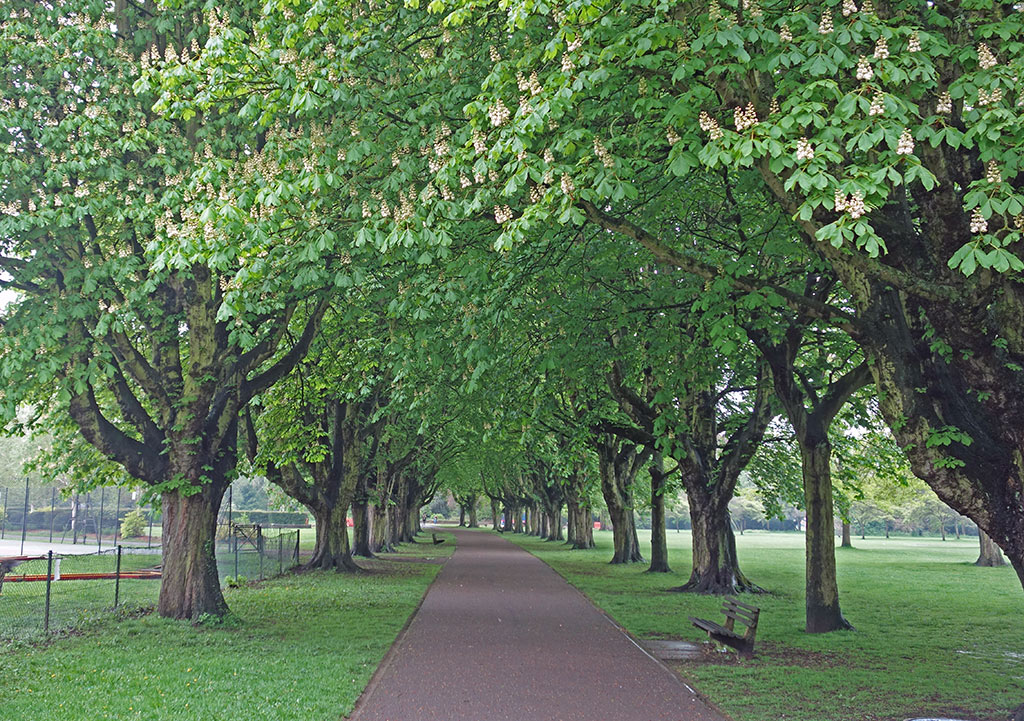 horse-chestnut-walk-florence-park2