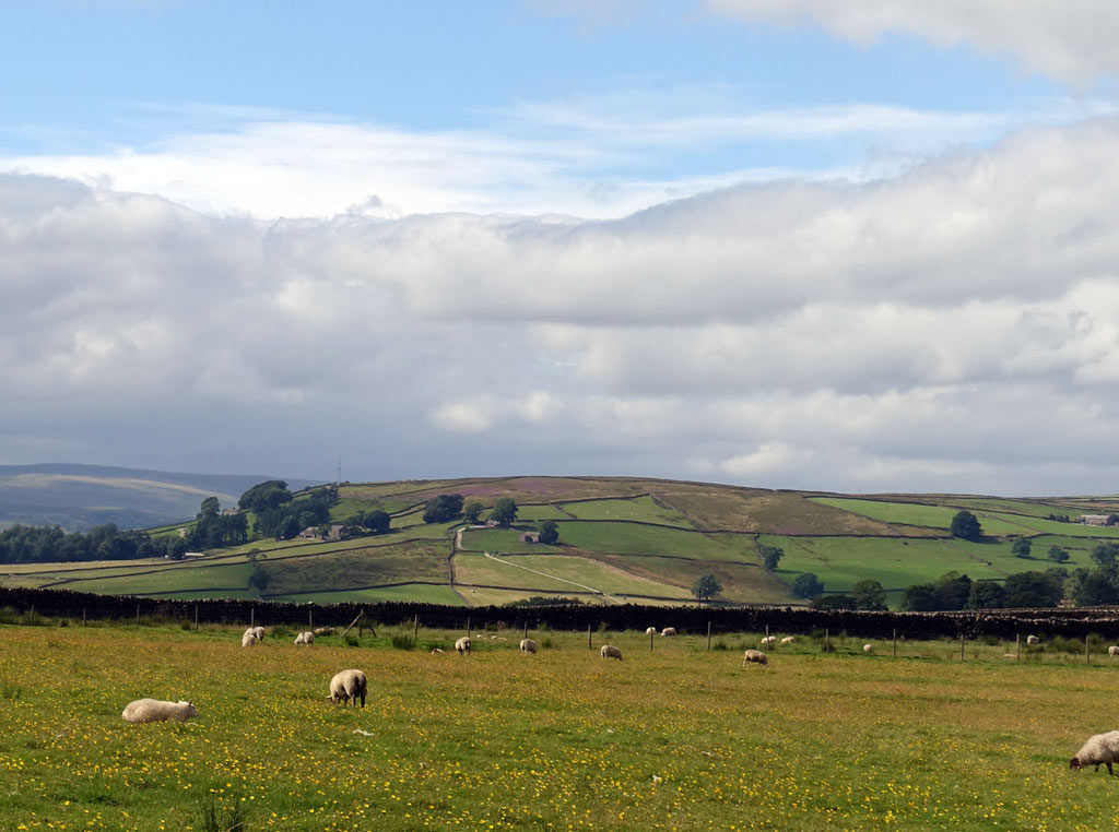 meadow-sheep-sky