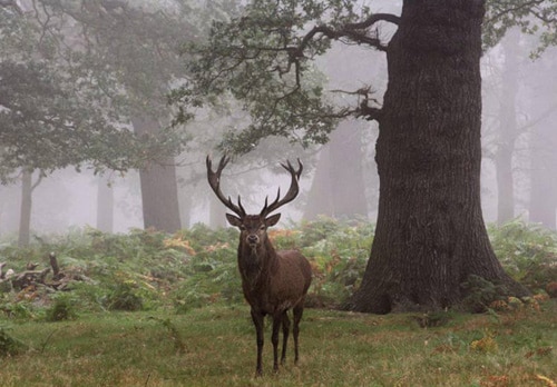 Richmond Park