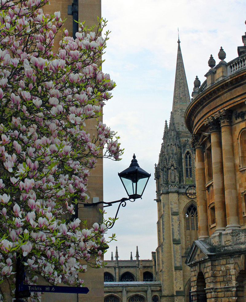 magnolia-st-mary-radcliffe