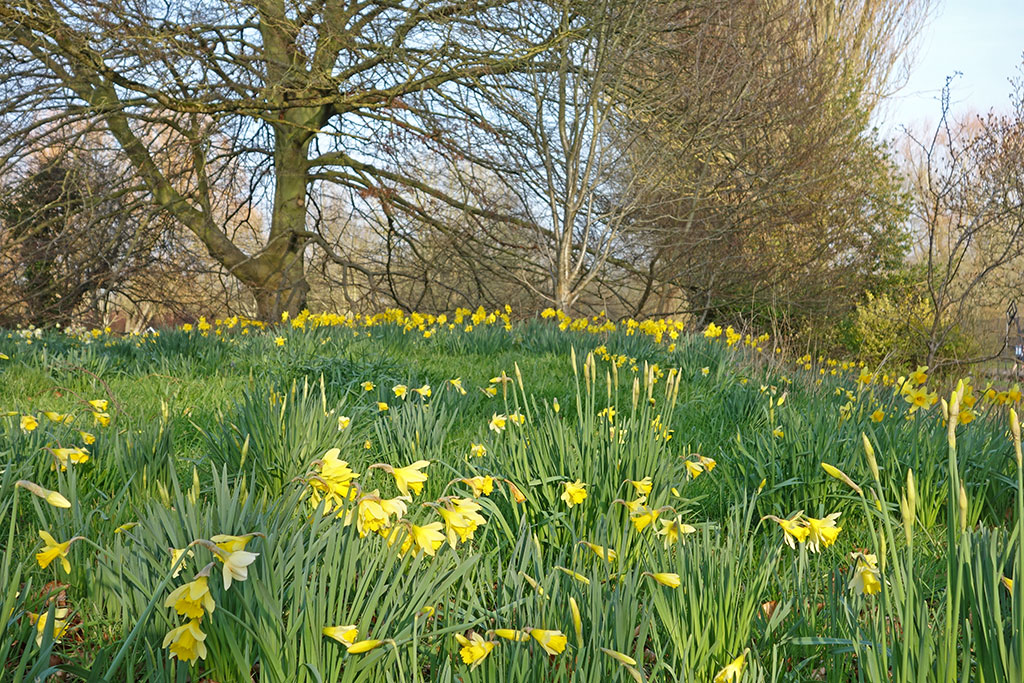 lmh-daffodil-tree-4