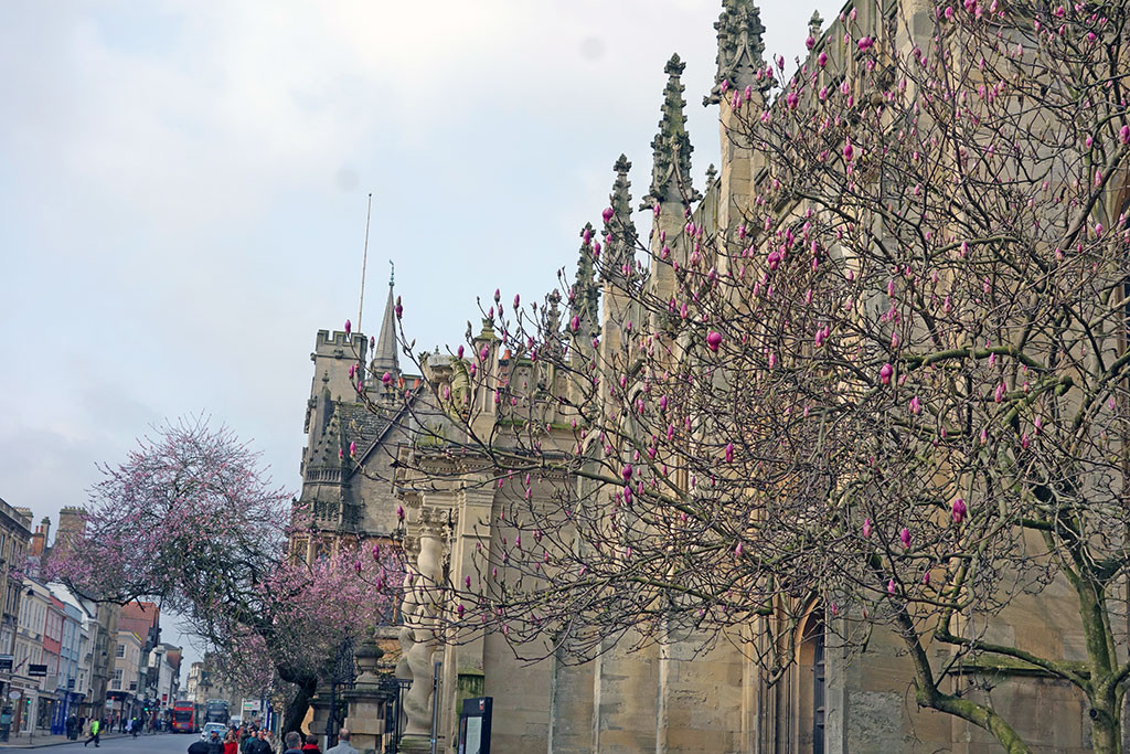magnolia-blossom-high-street-tree