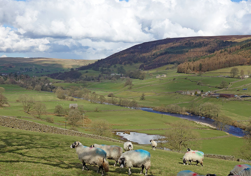 sheep-wharfedale