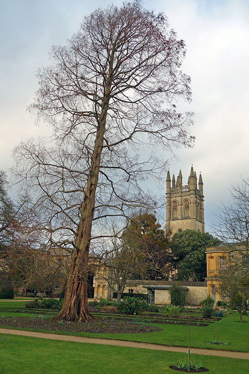 tall-tree-botanic-garden-500