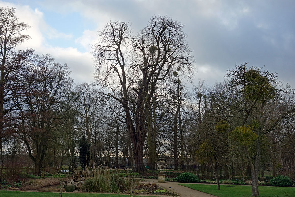 tall-trees-menacing-botanic