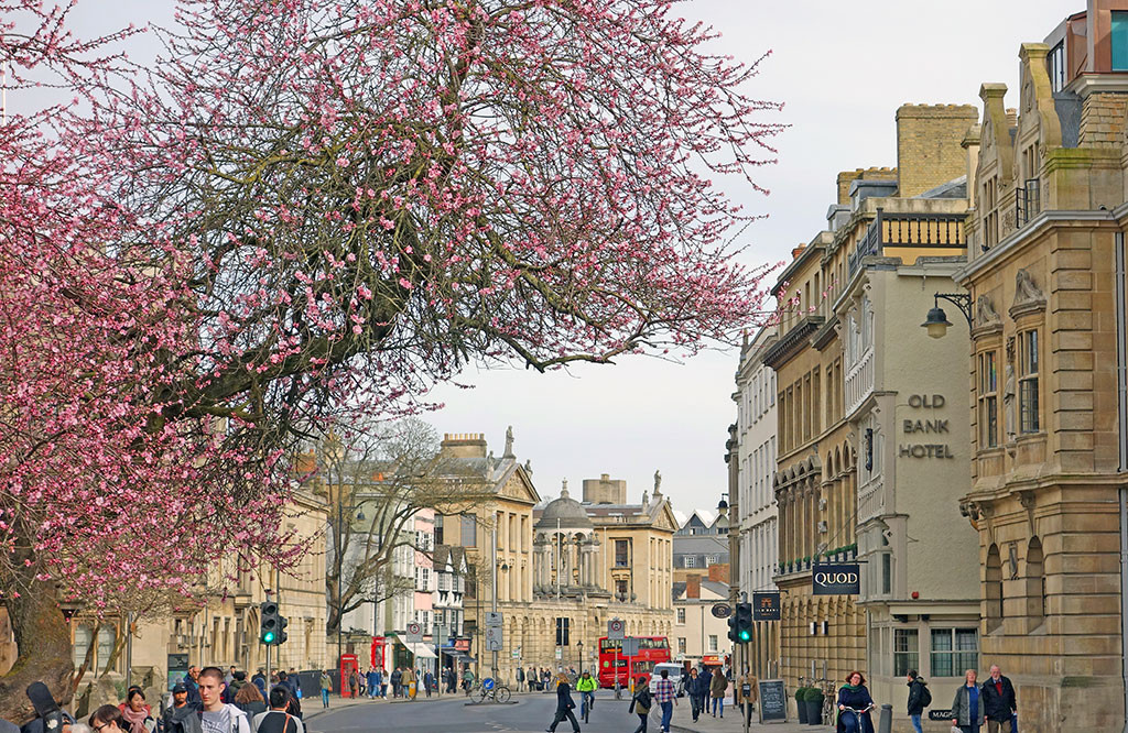 tree-apple-blossom-march-st-mary-high-street