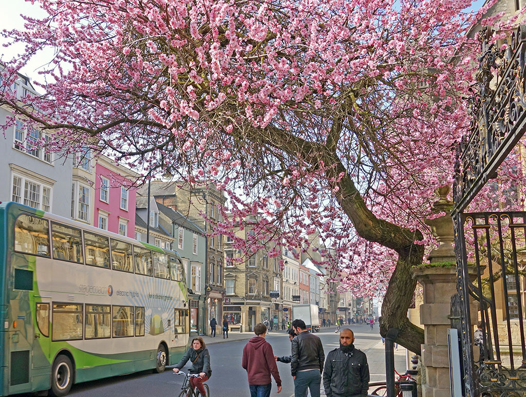 tree-apple-blossom-march-st-mary-high-street-2