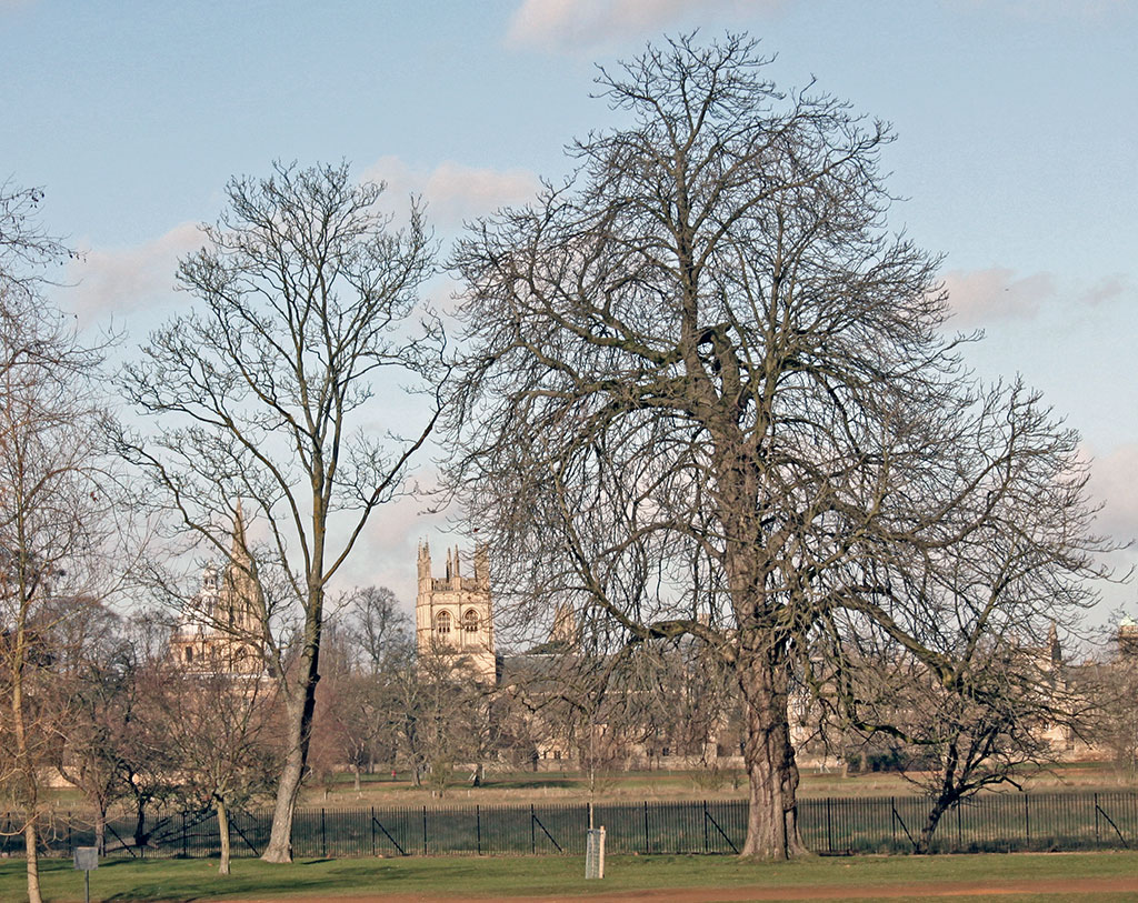 tree-cc-meadow-2