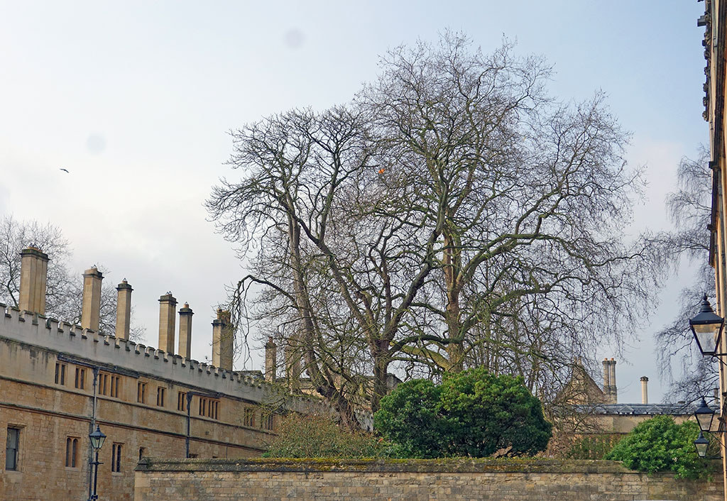 tree-exeter-march-1024