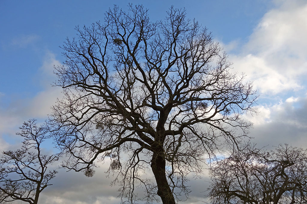 tree-silhouette