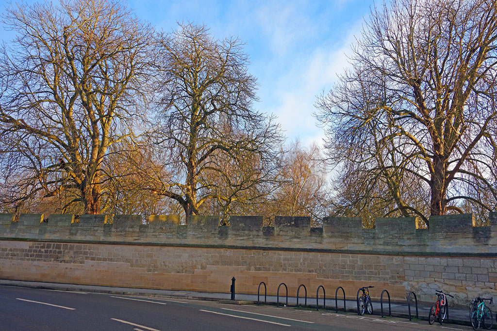 tree-sunrise-magdalen