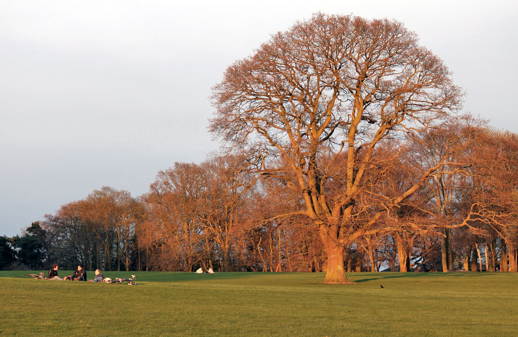 tree-sunset