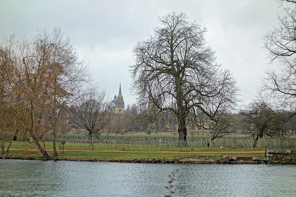 trees-cc-meadow-2