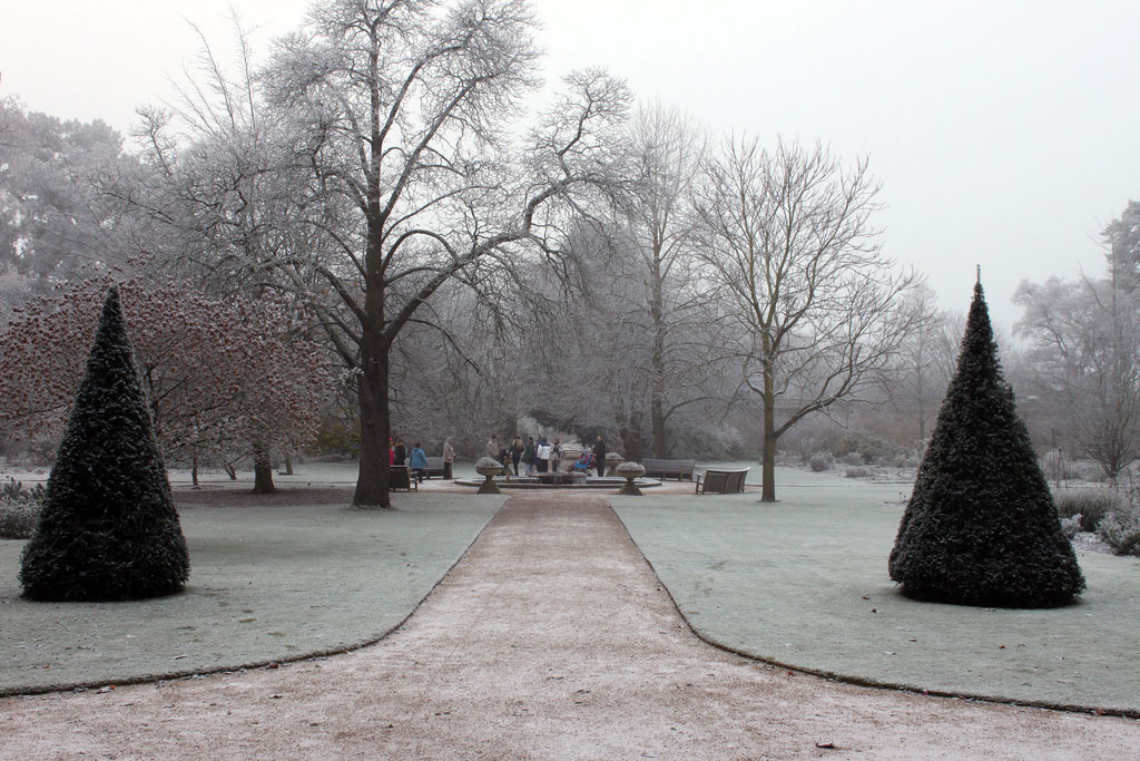 trees-cold-mist