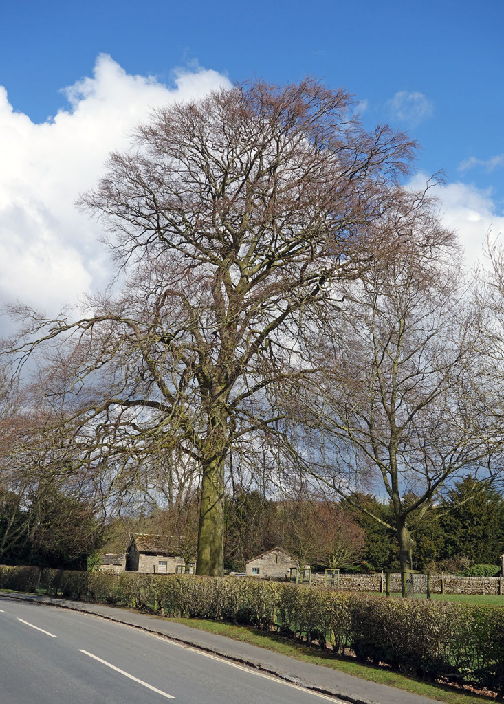 beech-tree