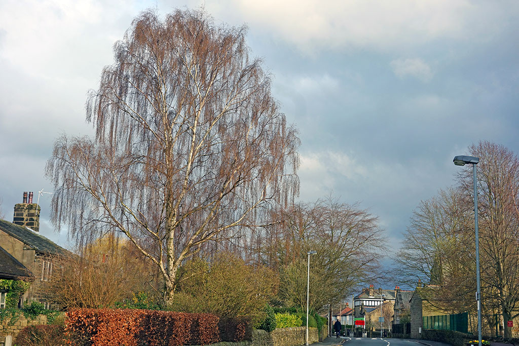 betula-pendula