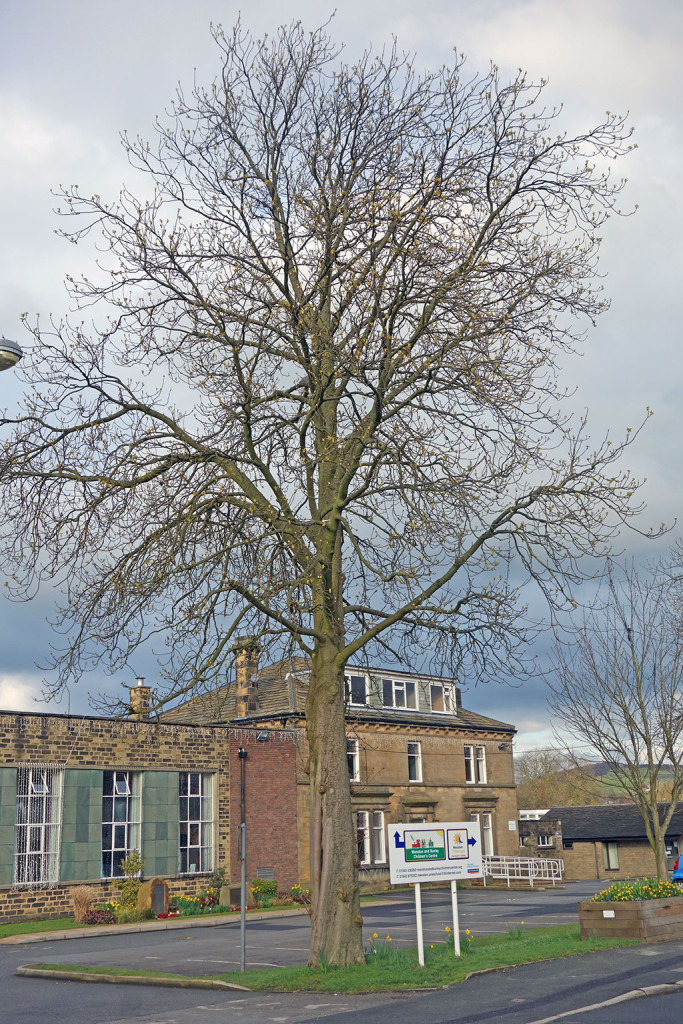 big-tree-kirklands