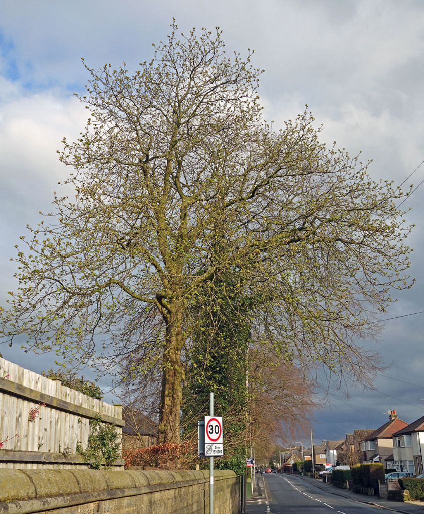 big-tree-menston