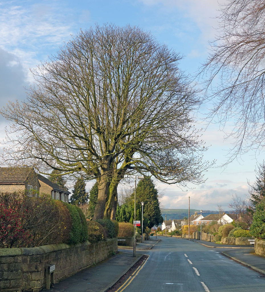 big-tree-park-road-menston