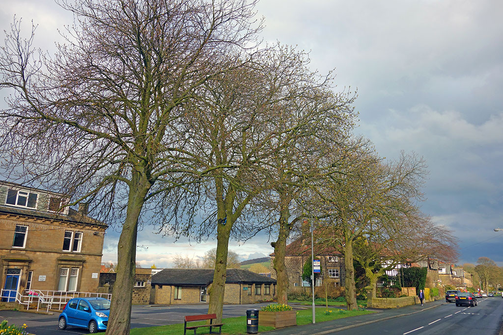 horse-chestnut-kirklands