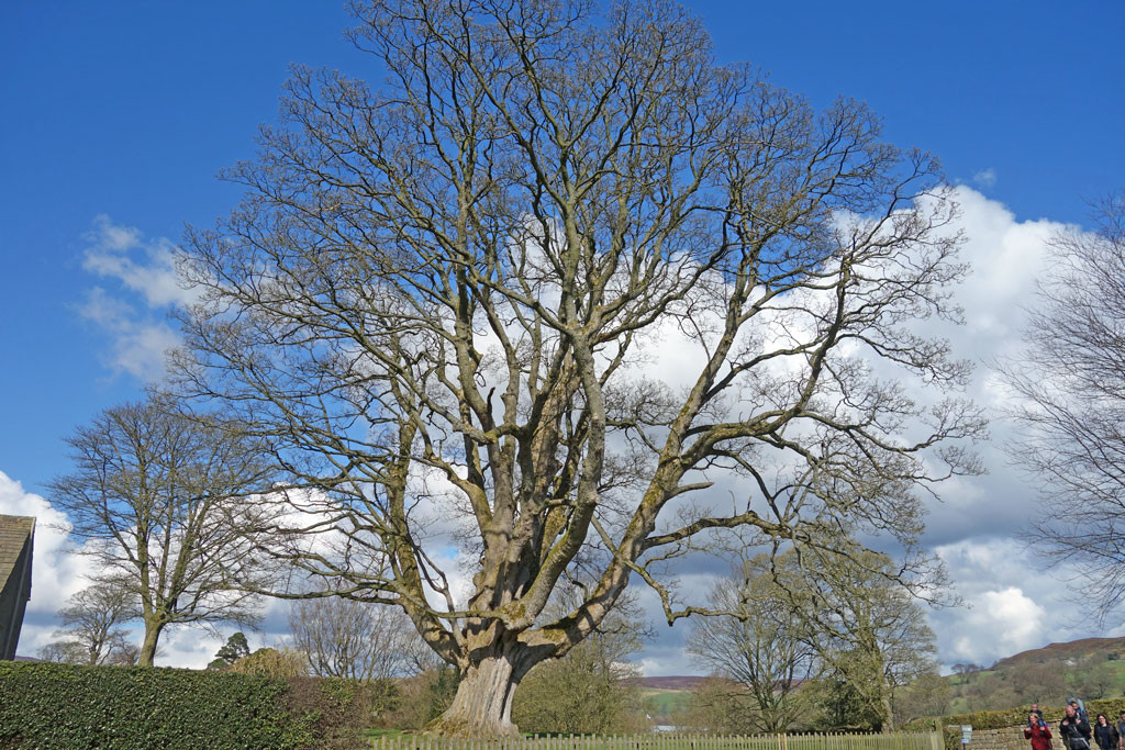 oak-tree