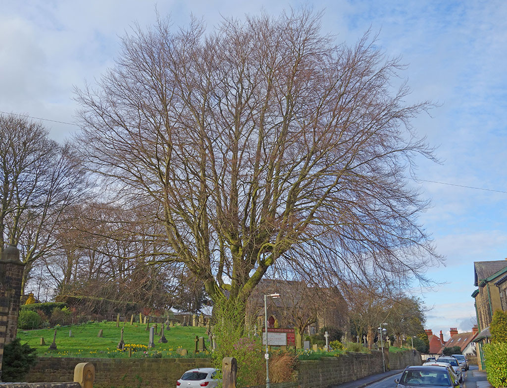 tree-by-church-april-2