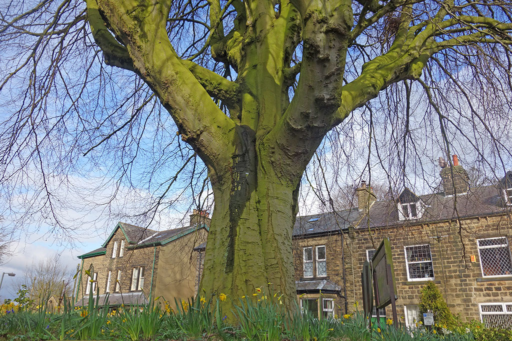 beech-tree