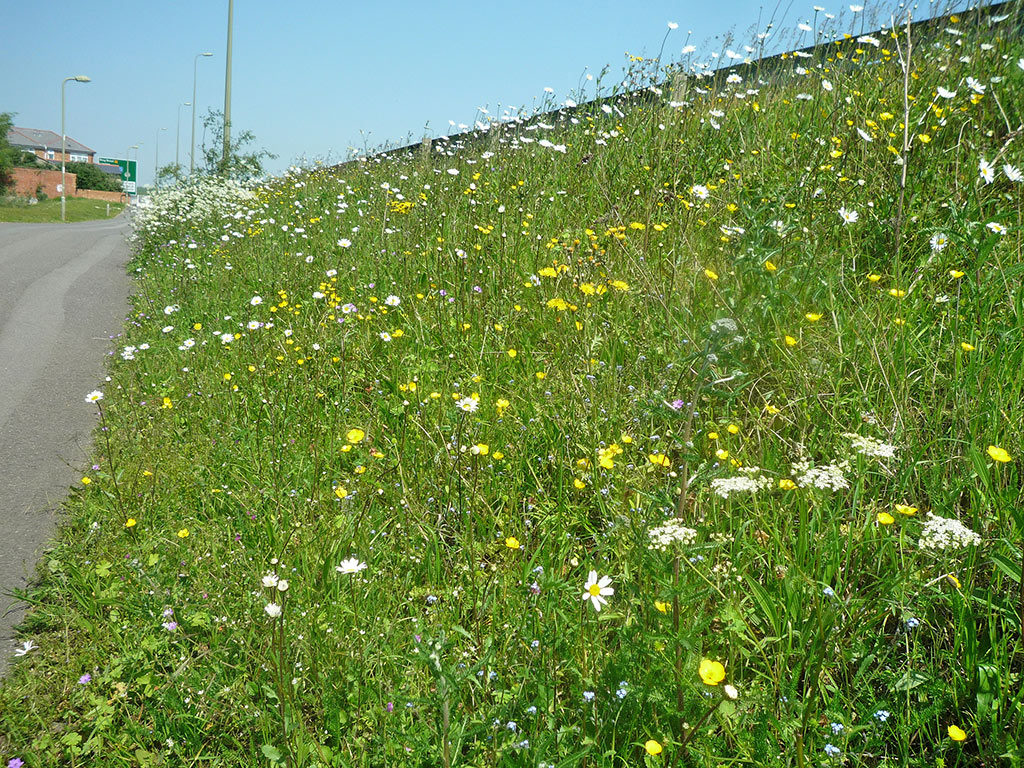 may-wild-flower-verges-daisy