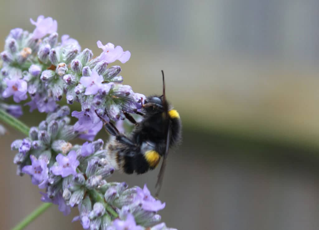 Photos of wildlife in the garden