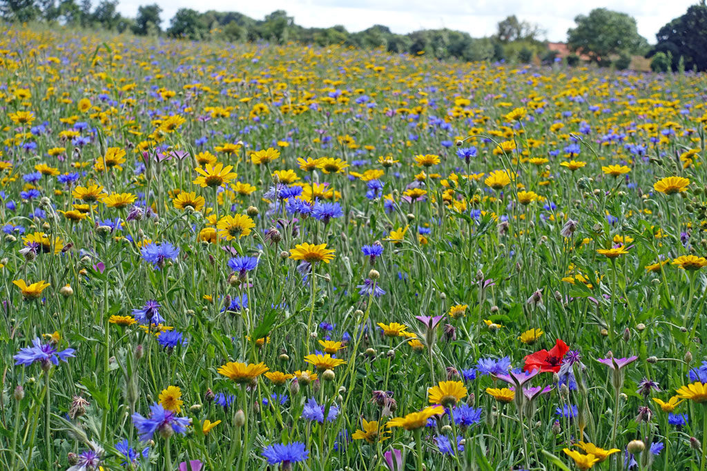 blue-yellow-wildflower-