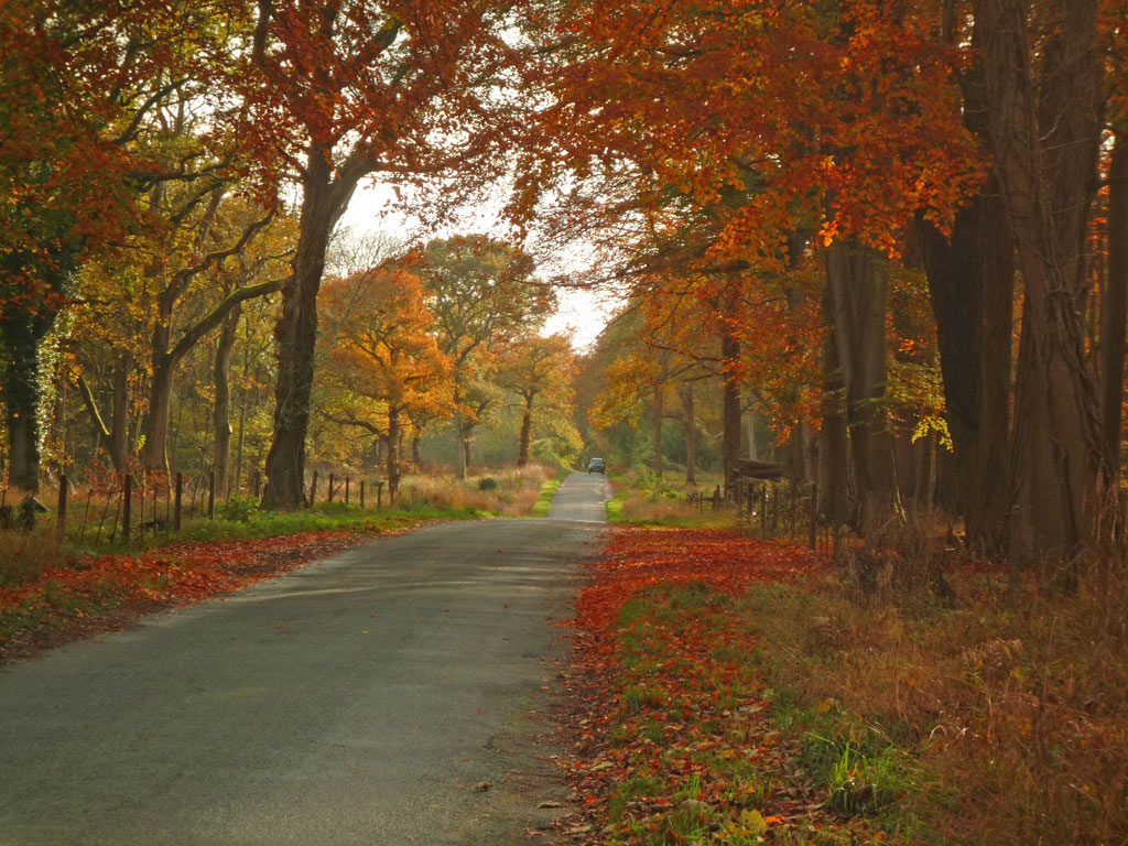 autumn-colour