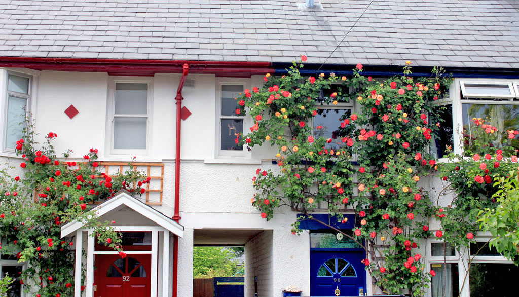 roses-front-window