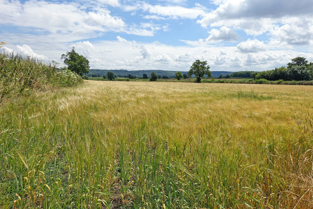 wheat-king