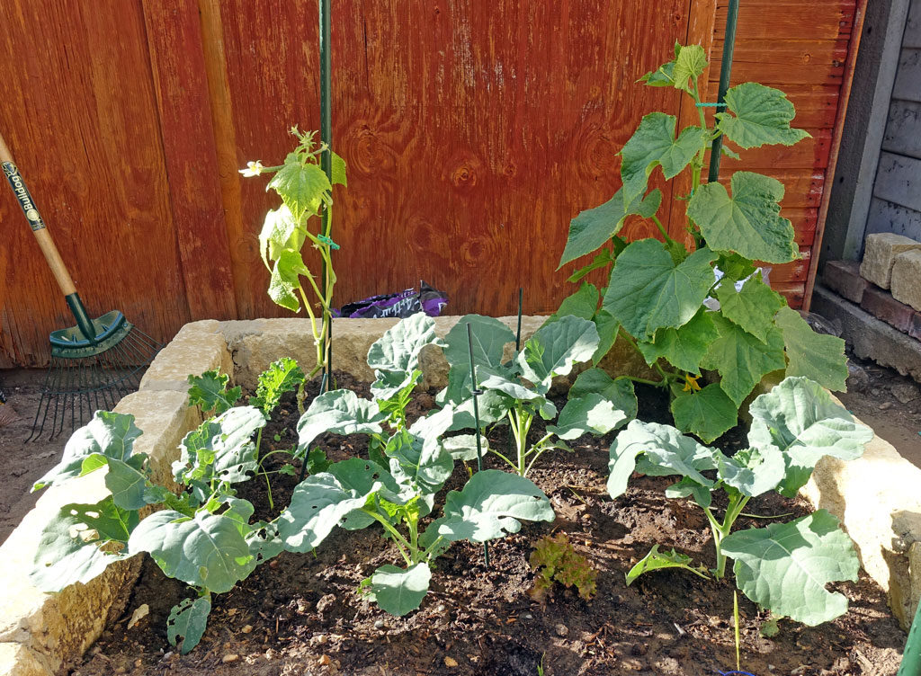 veg-planter