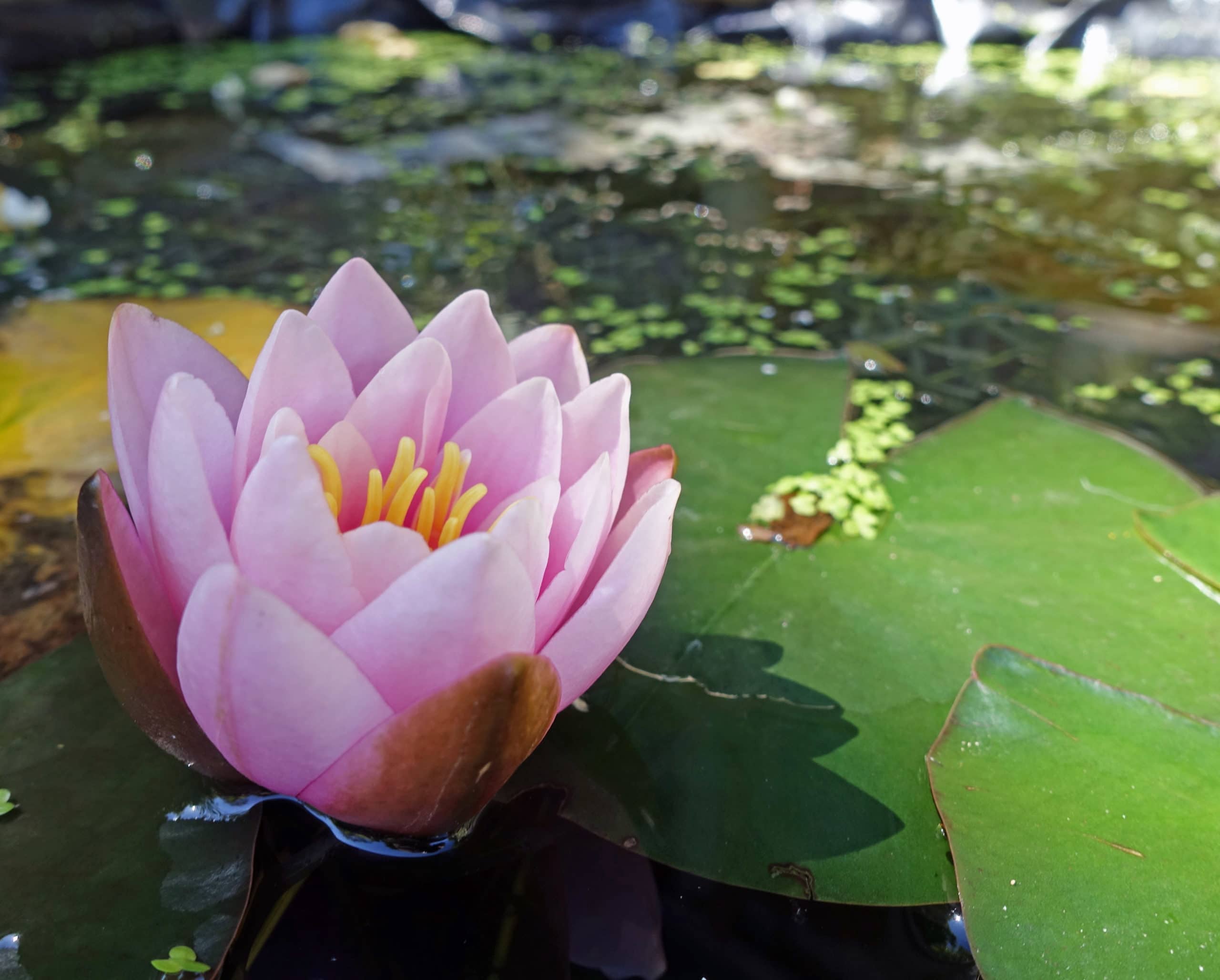 photo of lotus plant