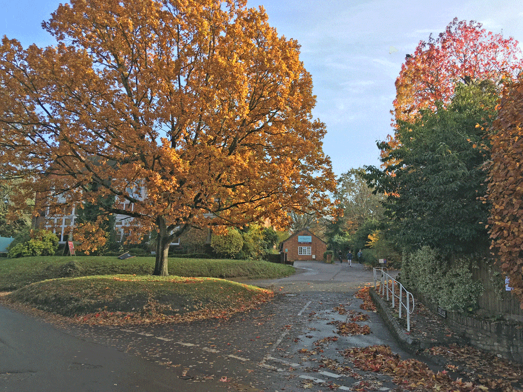 autumn-iffley-tree